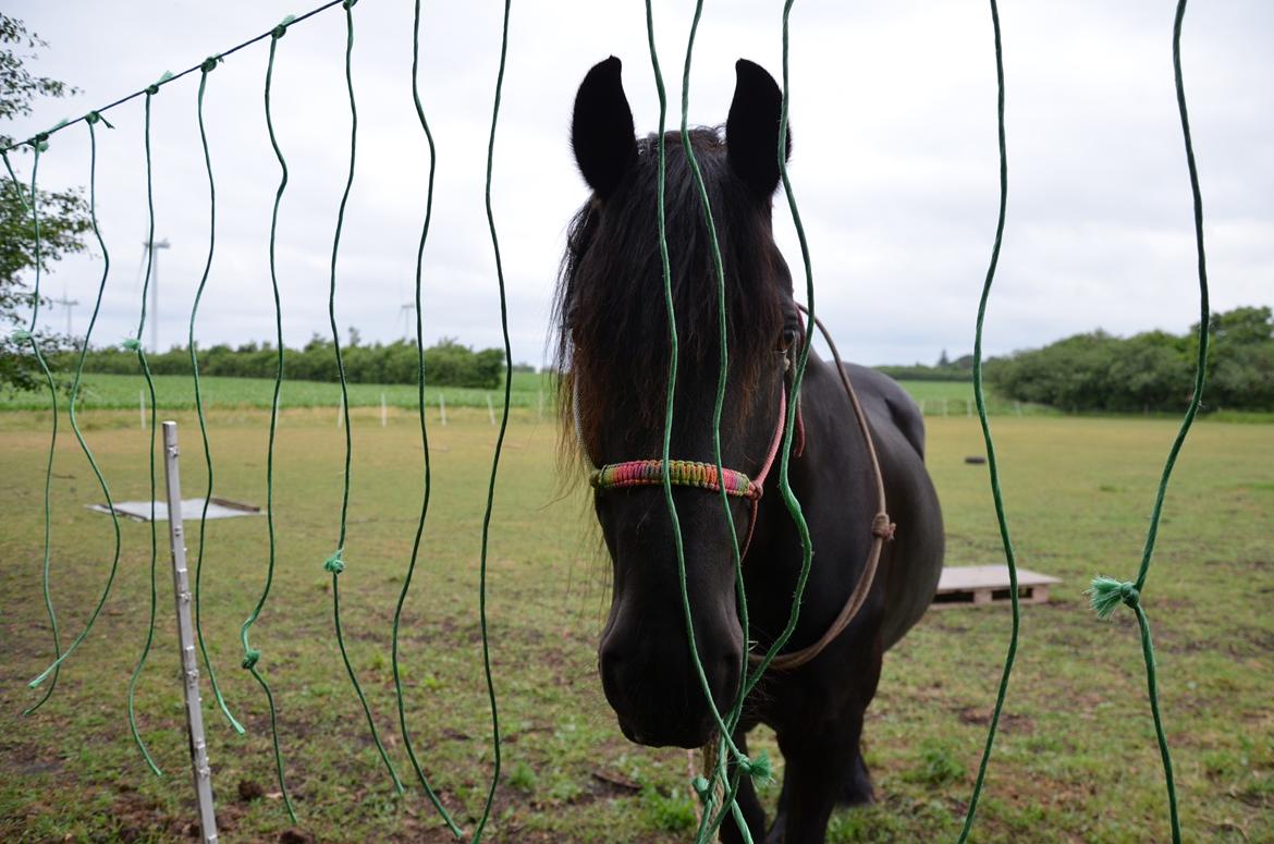 Frieser Silke (The Queen) billede 3