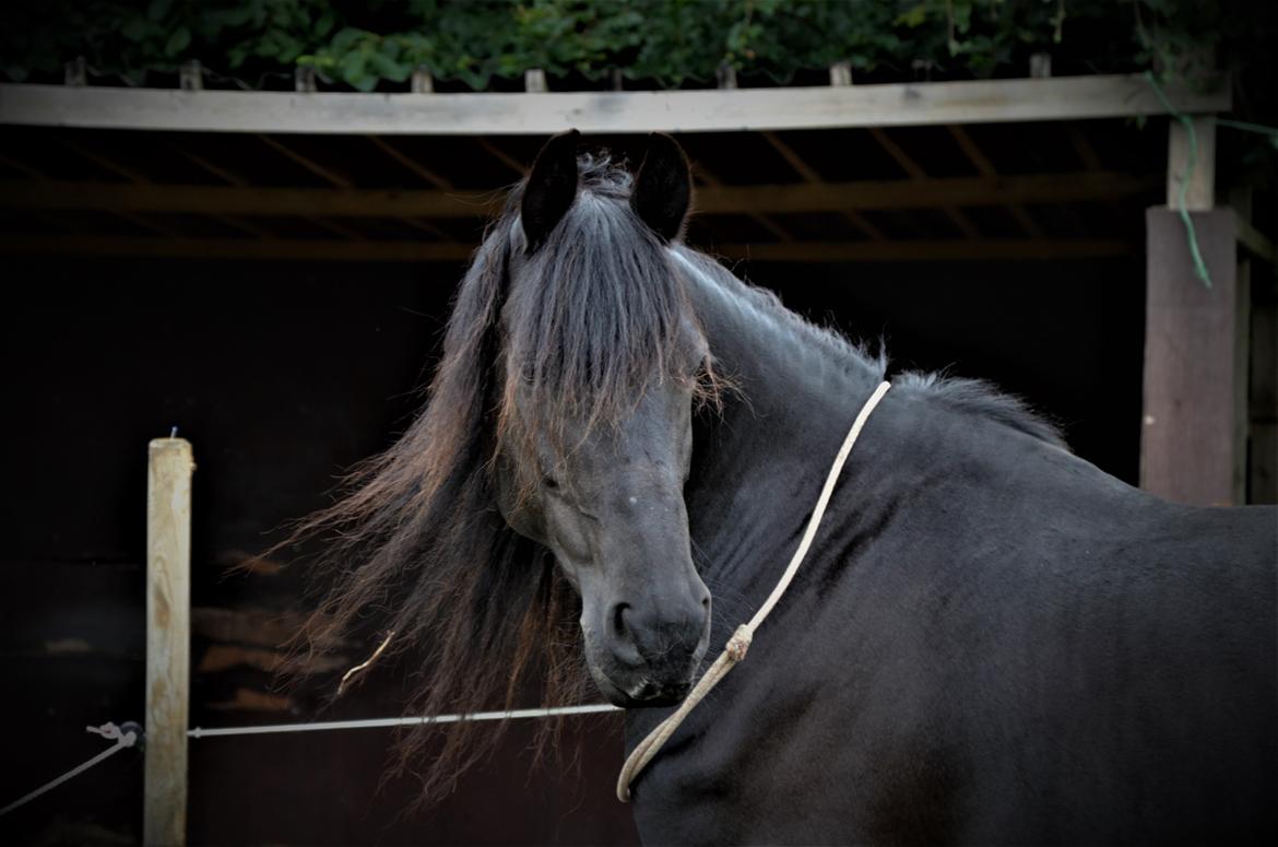 Frieser Silke (The Queen) billede 1