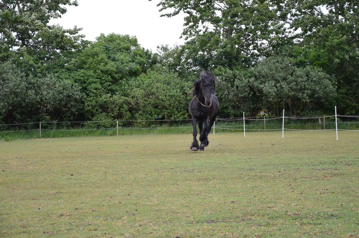 Frieser Silke (The Queen) billede 5