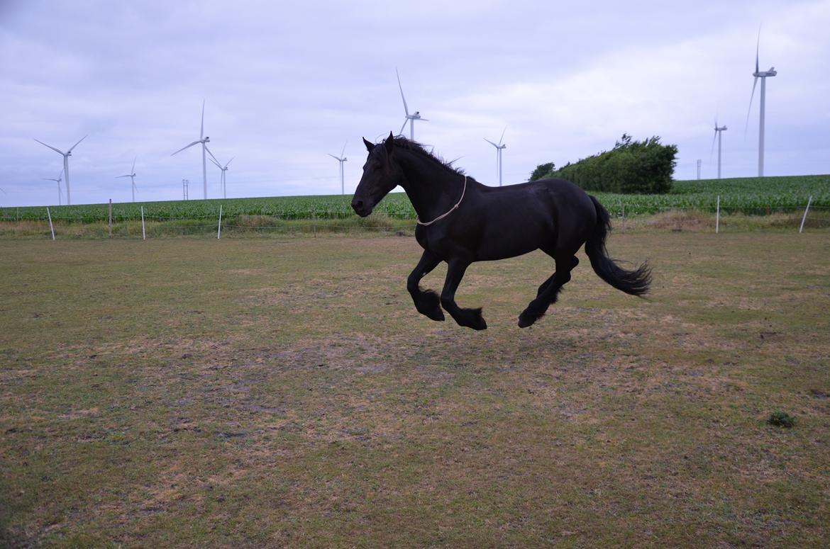 Frieser Silke (The Queen) billede 9