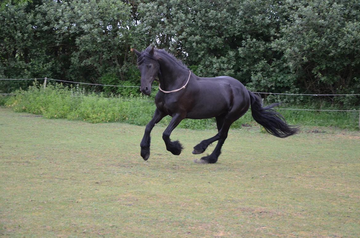 Frieser Silke (The Queen) billede 12