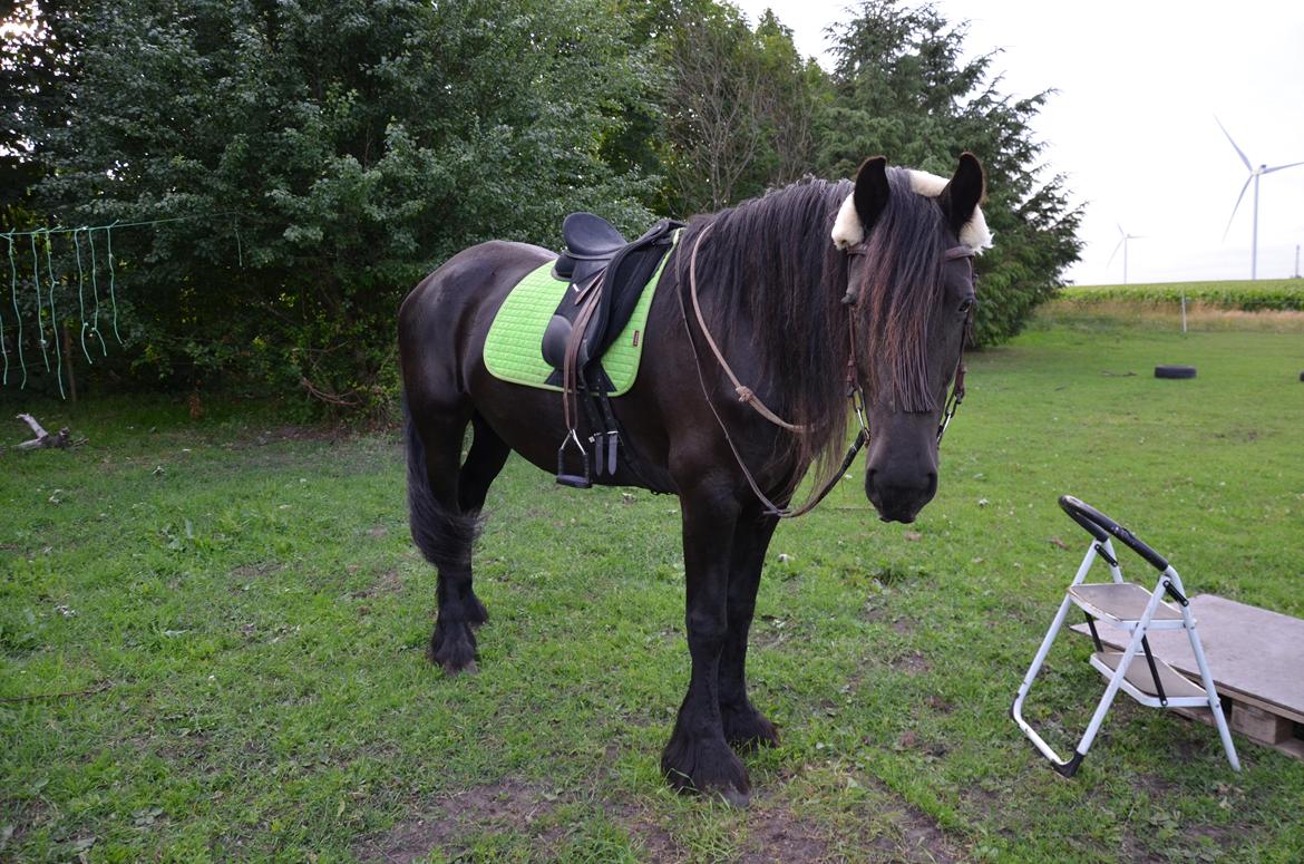 Frieser Silke (The Queen) billede 14