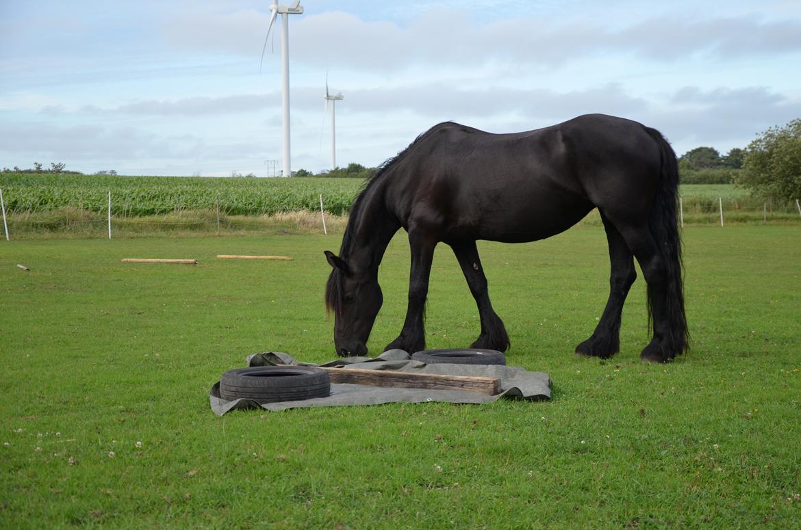 Frieser Silke (The Queen) billede 10