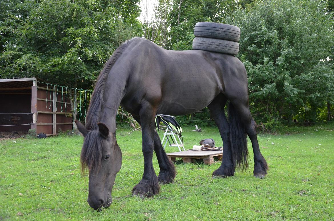 Frieser Silke (The Queen) billede 17