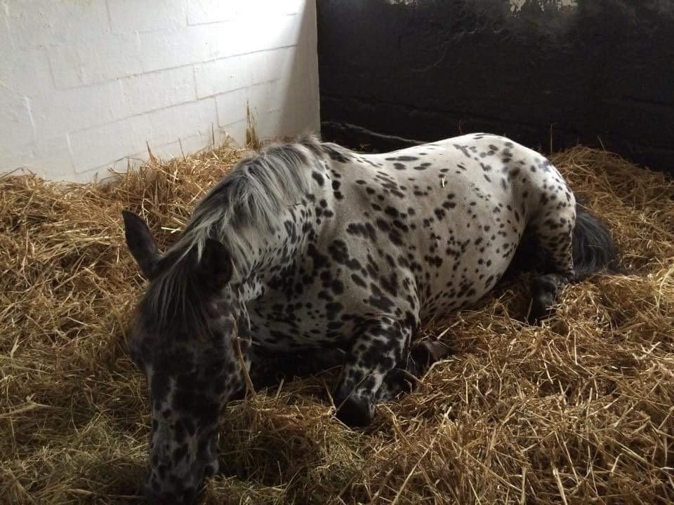 Knabstrupper P.T. Maximus - Meget træt efter et døgn med regn og ingen tørre steder på marken han kunne sove på.. billede 11