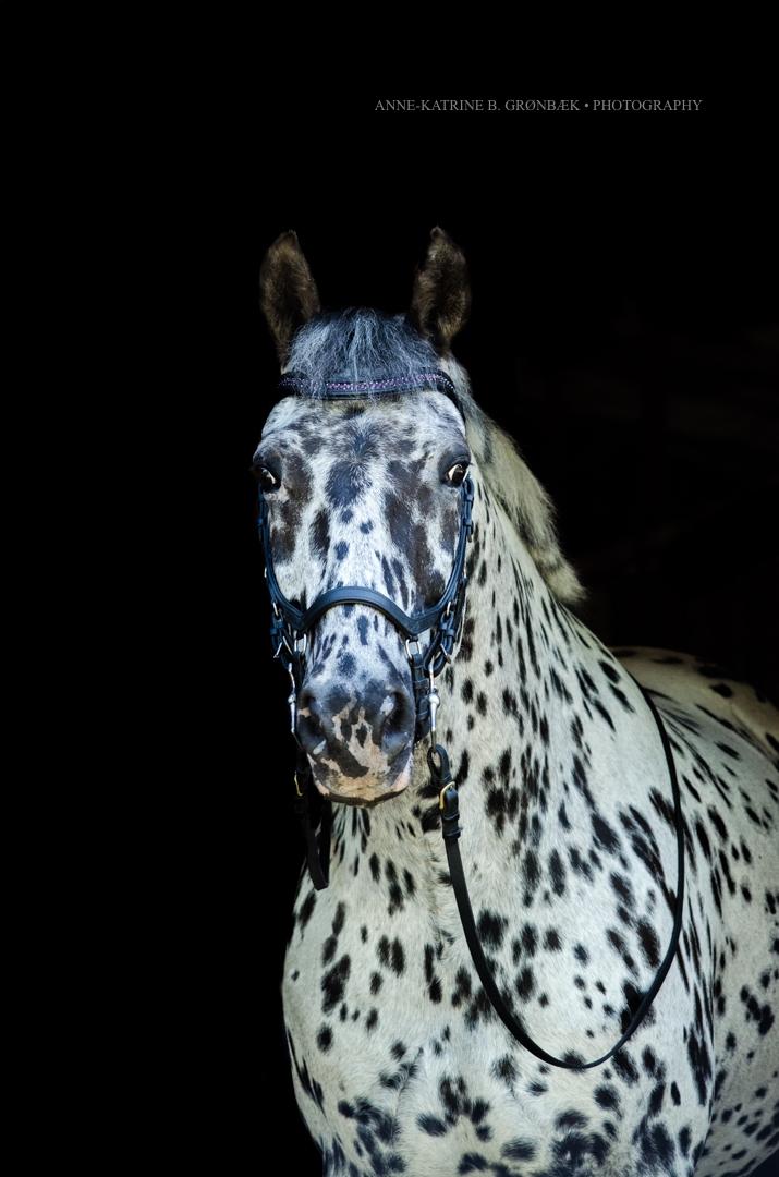 Knabstrupper P.T. Maximus billede 17