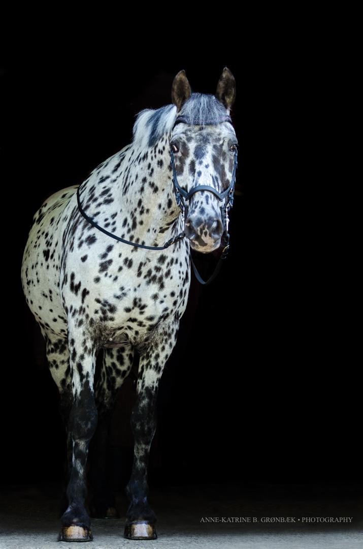 Knabstrupper P.T. Maximus billede 18