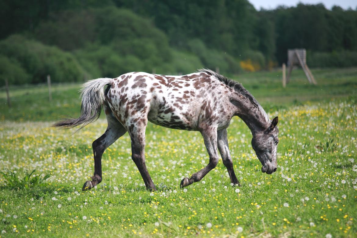 Knabstrupper Ingemanns korsika (afdød 22-1 2021) billede 1
