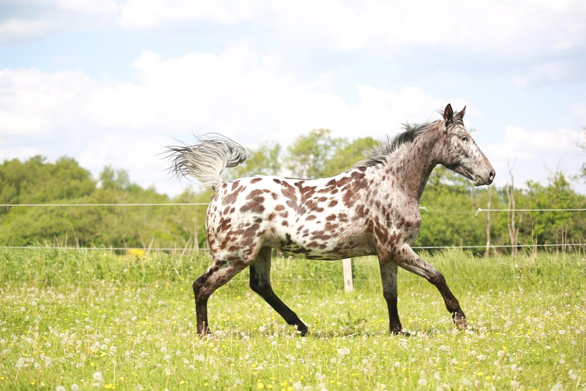 Knabstrupper Ingemanns korsika (afdød 22-1 2021) billede 3