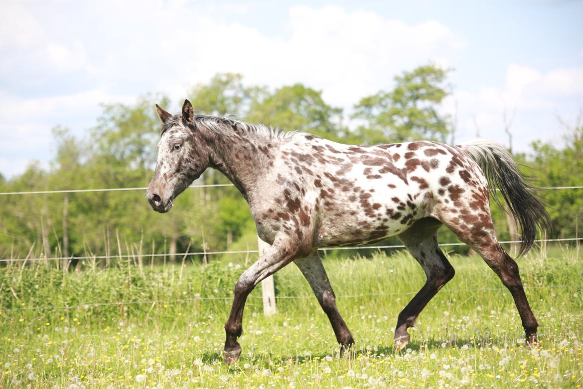 Knabstrupper Ingemanns korsika (afdød 22-1 2021) billede 20