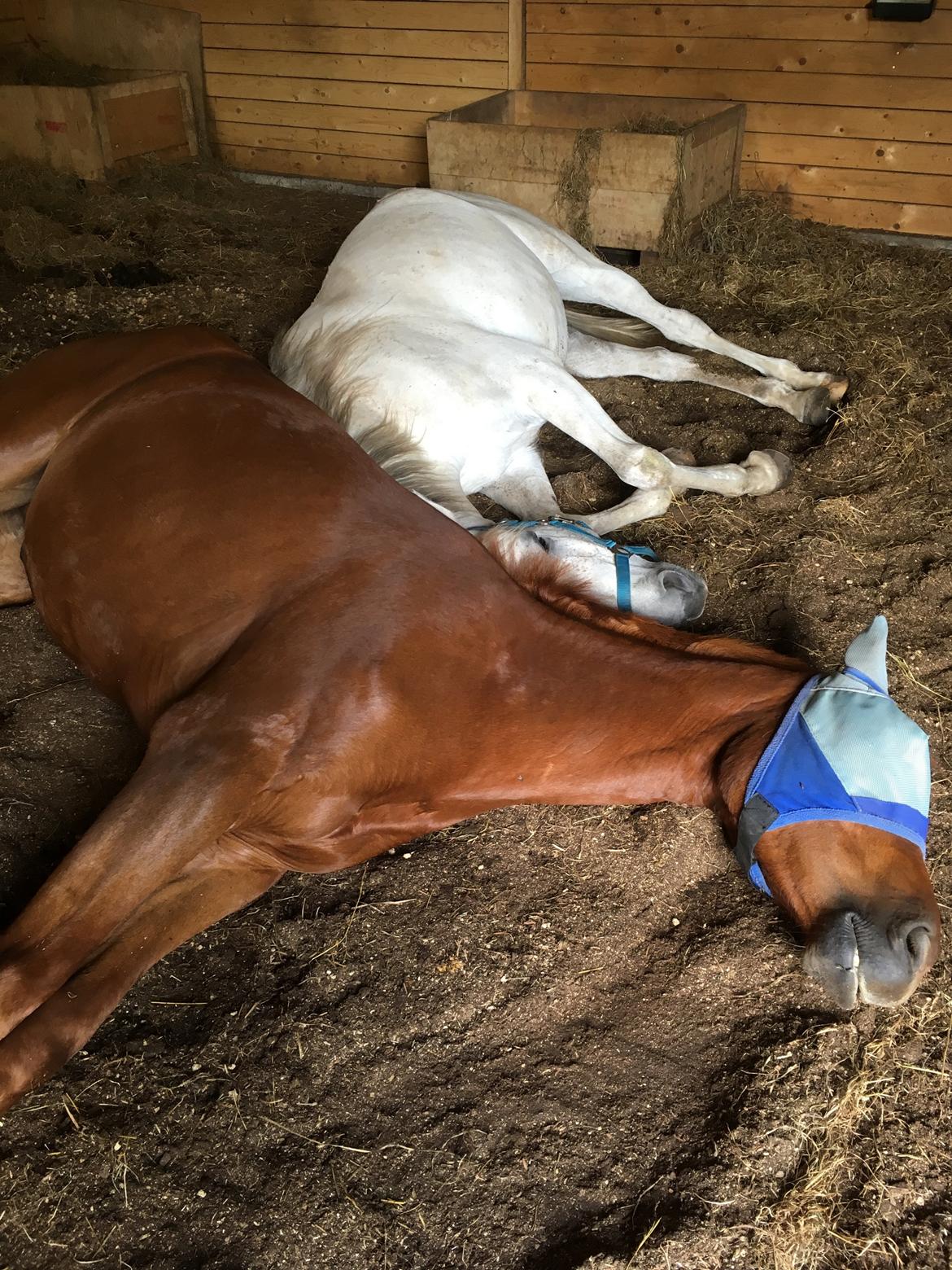 Hollandsk Varmblod Jack daniels (Emil) - Det der hesteliv - det er bare så hårdt billede 10