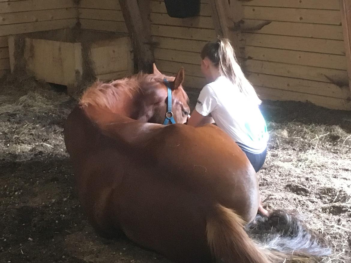 Hollandsk Varmblod Jack daniels (Emil) billede 11