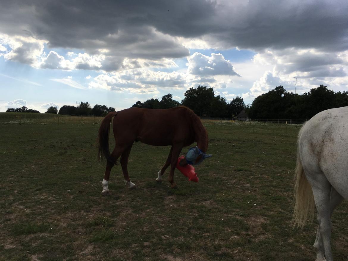 Hollandsk Varmblod Jack daniels (Emil) - En af Emils mange legesager - og de bliver brugt billede 12