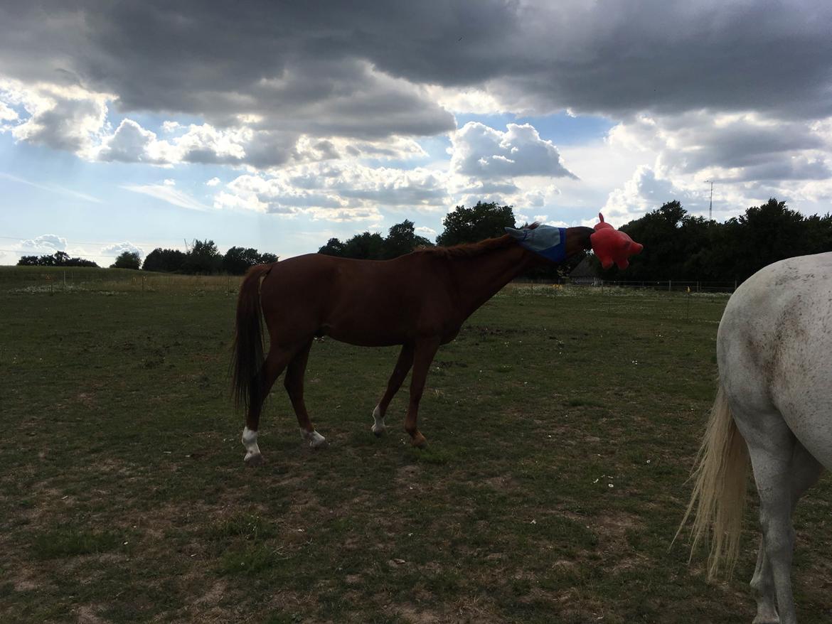 Hollandsk Varmblod Jack daniels (Emil) billede 13