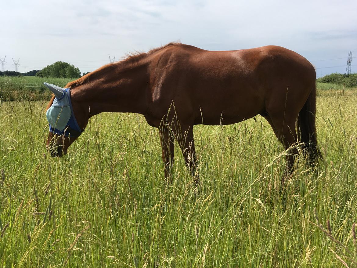 Hollandsk Varmblod Jack daniels (Emil) billede 15