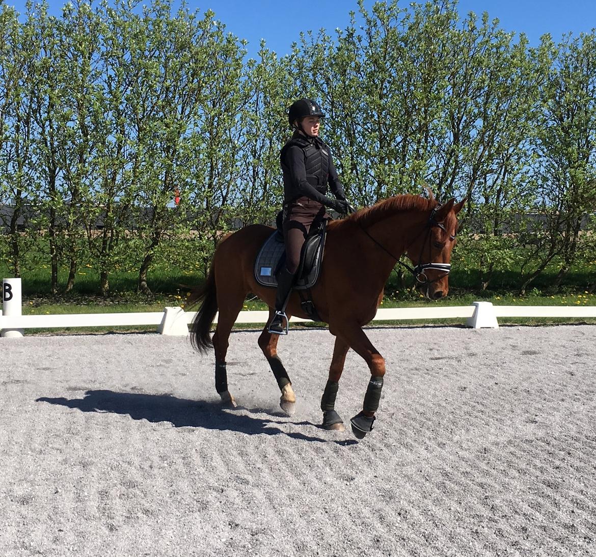 Hollandsk Varmblod Jack daniels (Emil) billede 8