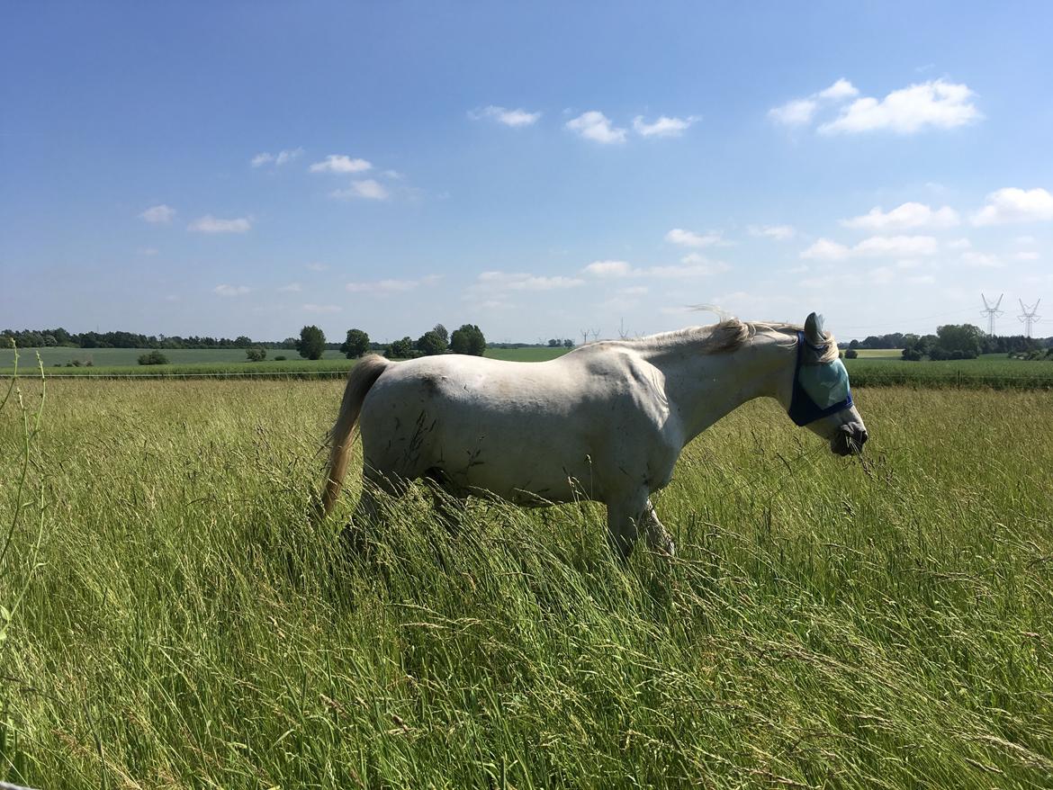 Arabisk fuldblod (OX) Jb salvatore del mondo ox (Salsa) - Sommer 18 billede 12