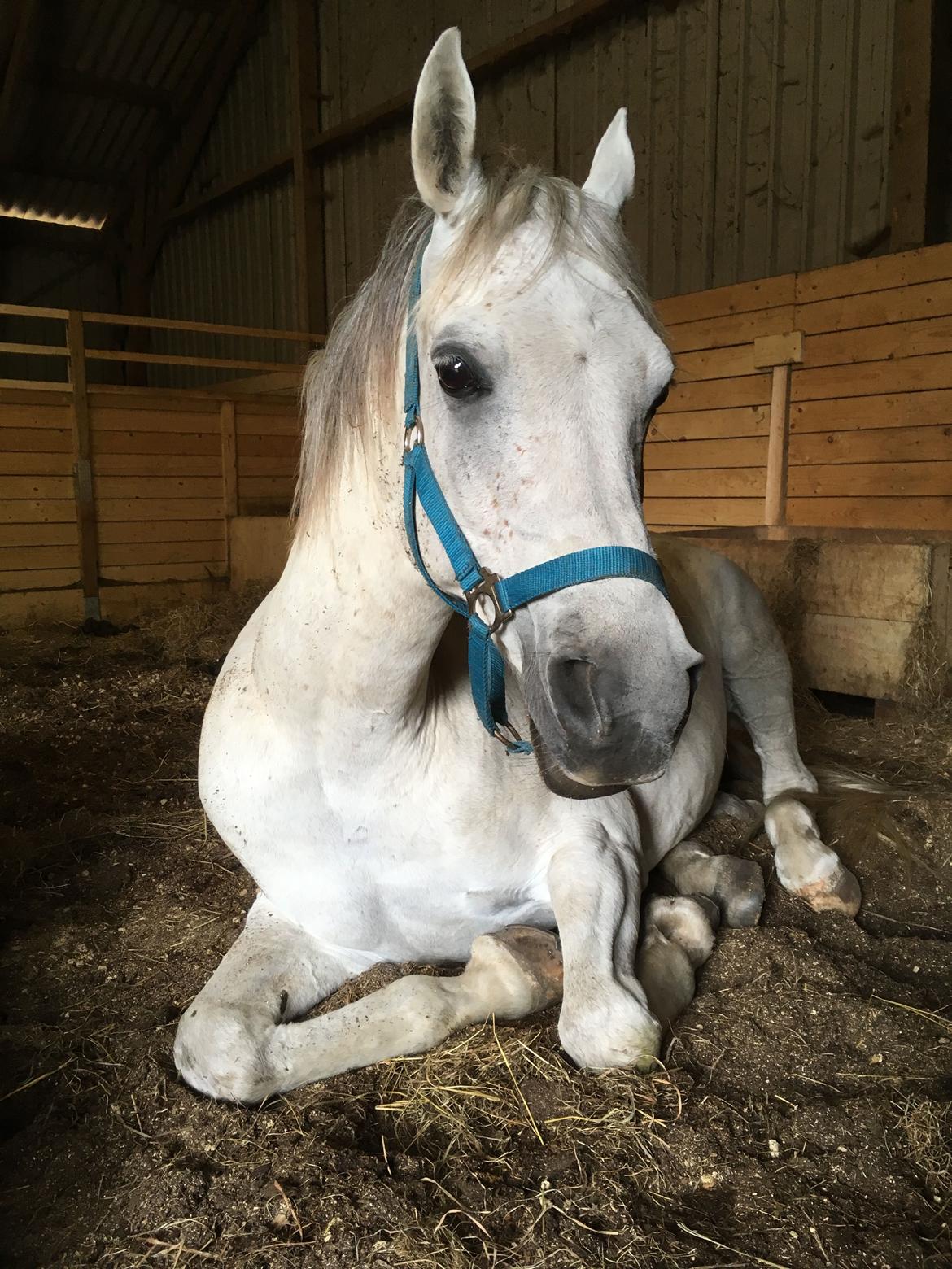 Arabisk fuldblod (OX) Jb salvatore del mondo ox (Salsa) billede 13