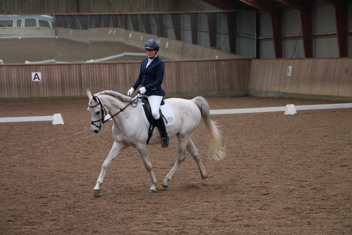 Arabisk fuldblod (OX) Jb salvatore del mondo ox (Salsa) - Første stævne. Salsa opdagede, at det turde han faktisk godt billede 14