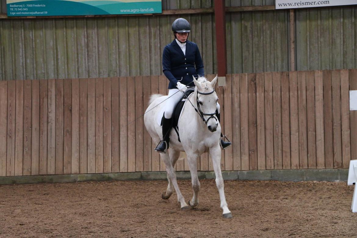 Arabisk fuldblod (OX) Jb salvatore del mondo ox (Salsa) billede 15