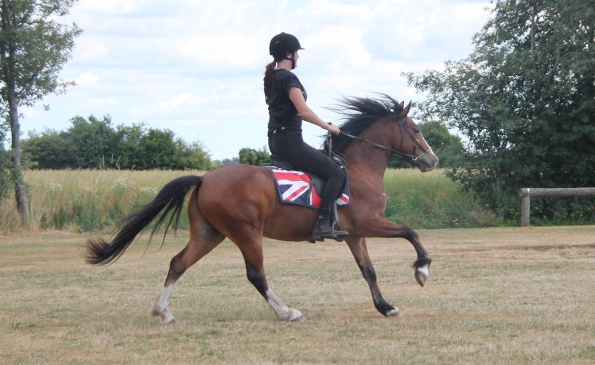 Welsh Pony af Cob-type (sec C) Flynn Rider billede 44