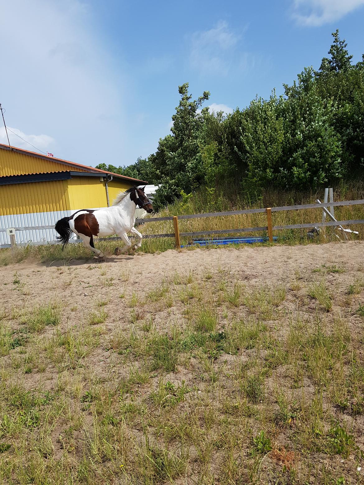 Anden særlig race Sofus  billede 13
