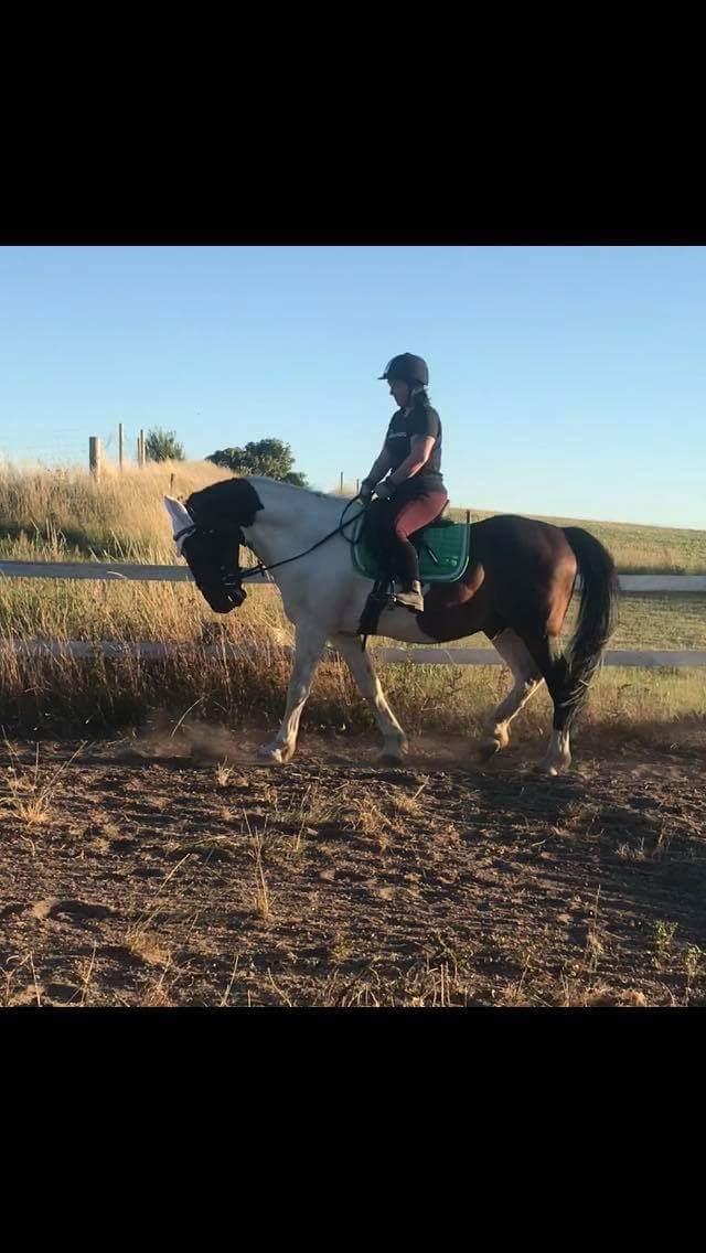 Anden særlig race Sofus  billede 14