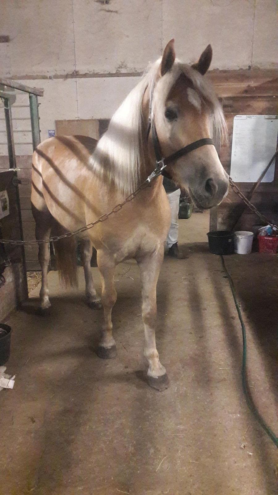 Haflinger Alonzo af åtte bjerge billede 34