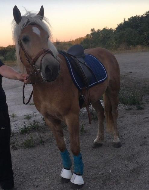 Haflinger Alonzo af åtte bjerge billede 3