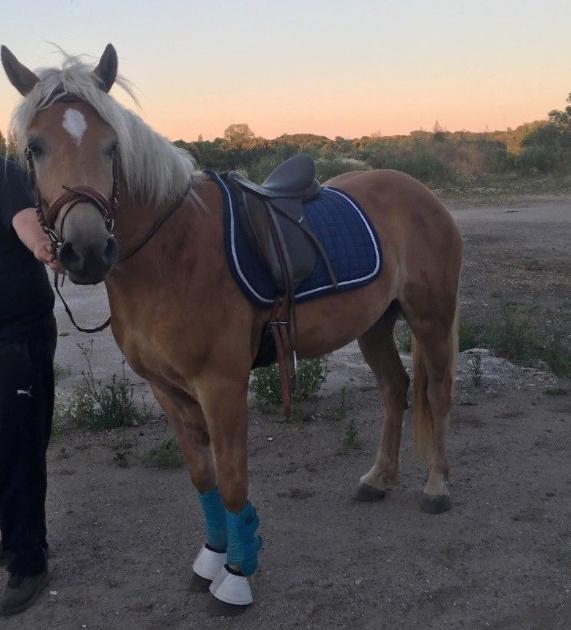 Haflinger Alonzo af åtte bjerge billede 2