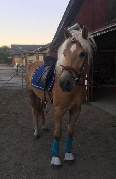 Haflinger Alonzo af åtte bjerge billede 1