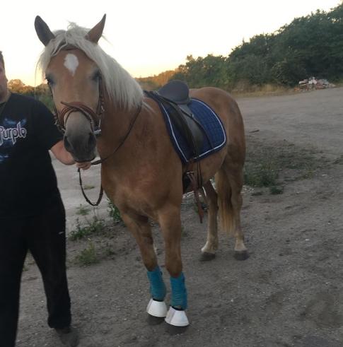 Haflinger Alonzo af åtte bjerge billede 35