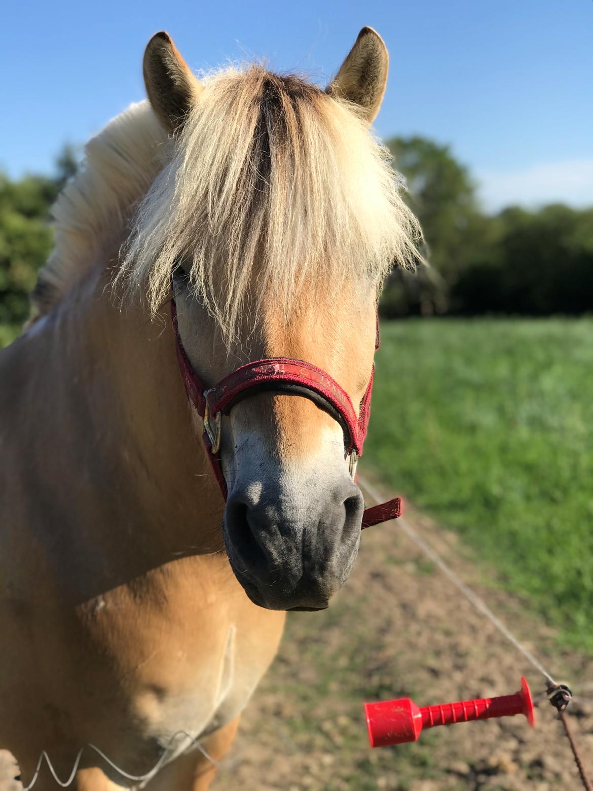 Fjordhest Grangårdens Cashmir - Smukke musse. Juni 2018. billede 1