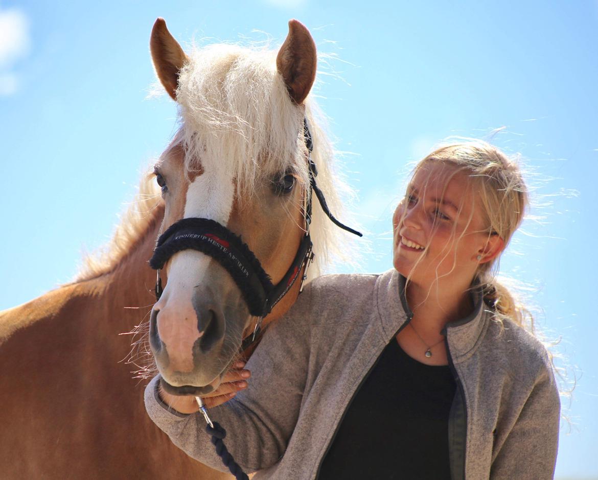 Haflinger MissZaramina billede 2