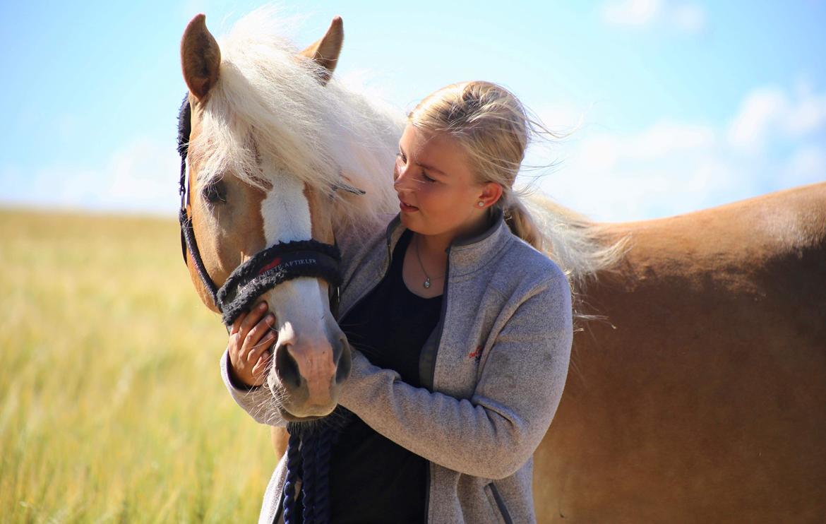 Haflinger MissZaramina billede 1