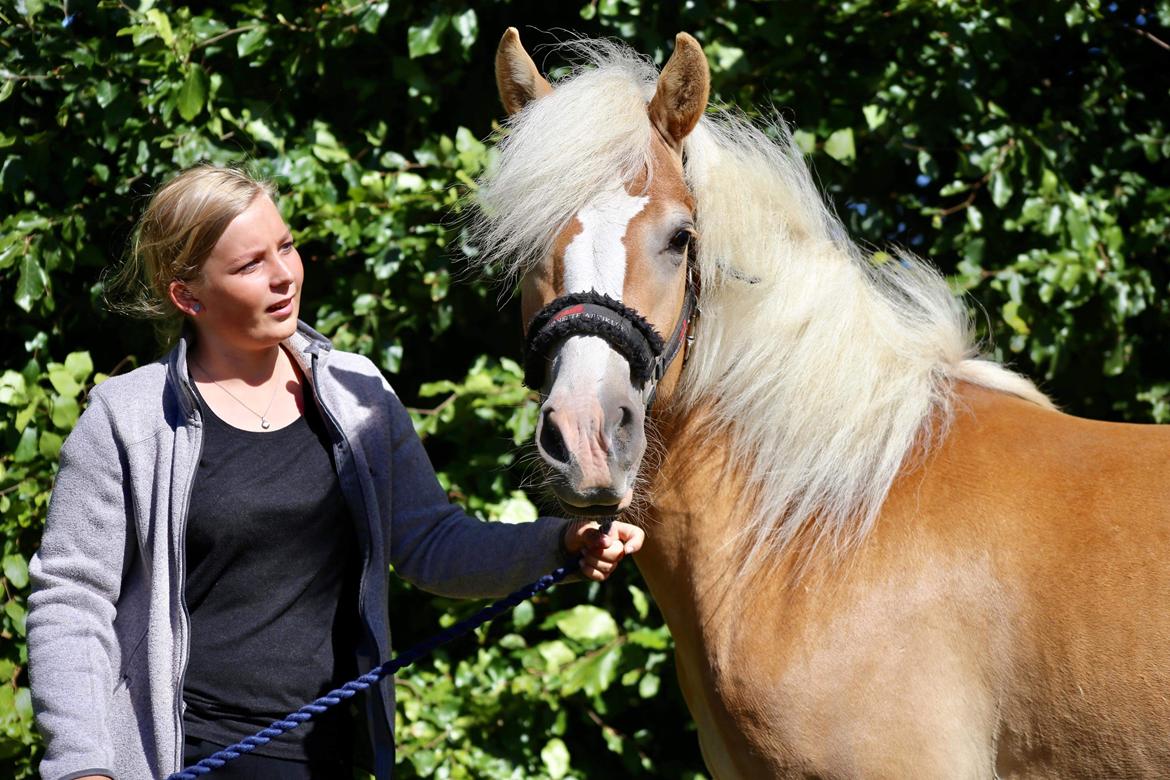 Haflinger MissZaramina billede 4