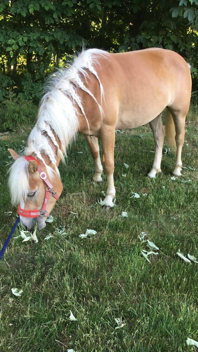 Haflinger MissZaramina billede 6