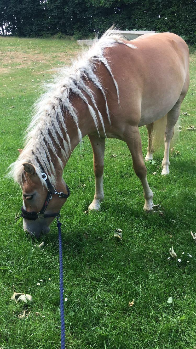 Haflinger MissZaramina billede 5