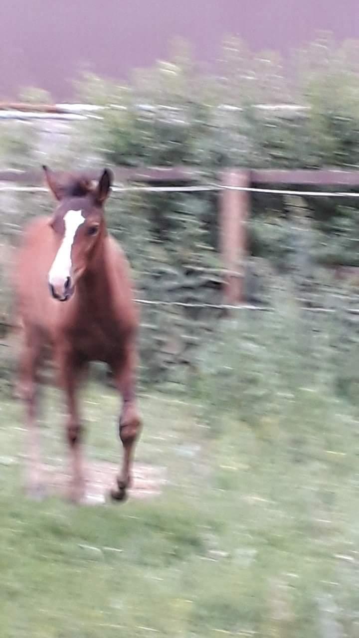 Pinto Søgårds Little Dark Pride  billede 11