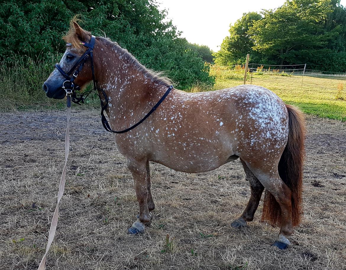 Knabstrupper Pippi SOLGT billede 3