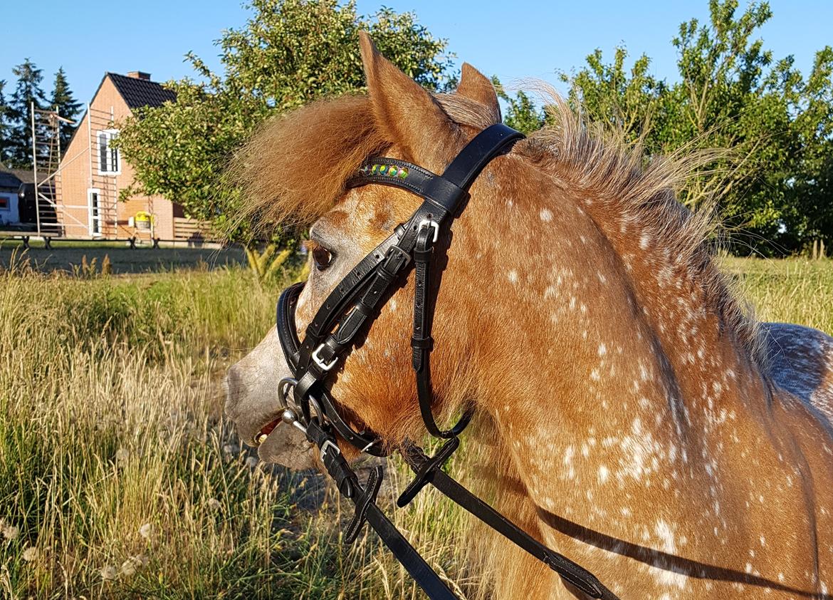Knabstrupper Pippi SOLGT billede 4