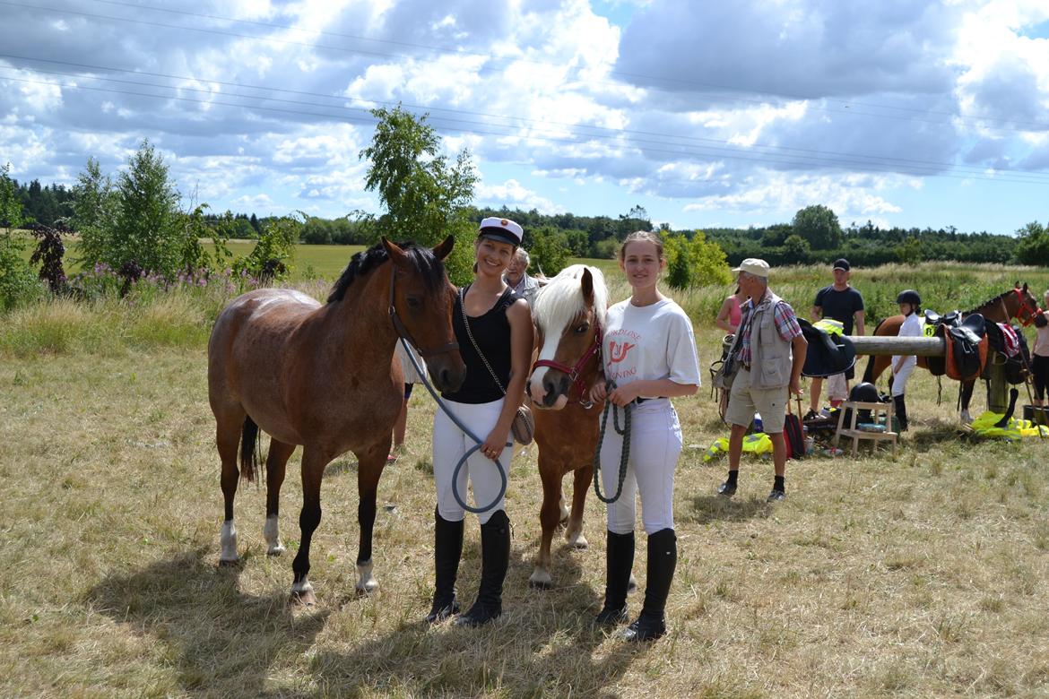 Haflinger Tabine af Frøbjerg - Jordløse ringridning 2018 (Tabines debut) billede 5