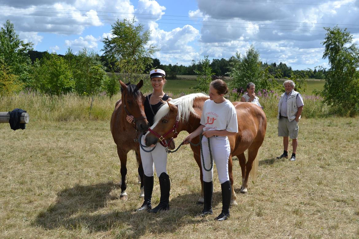 Haflinger Tabine af Frøbjerg - Jordløse ringridning 2018 (Tabines debut) billede 6