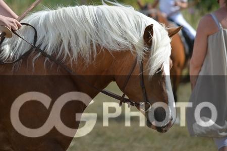 Haflinger Tabine af Frøbjerg - Jordløse ringridning 2018 (Tabines debut) billede 7