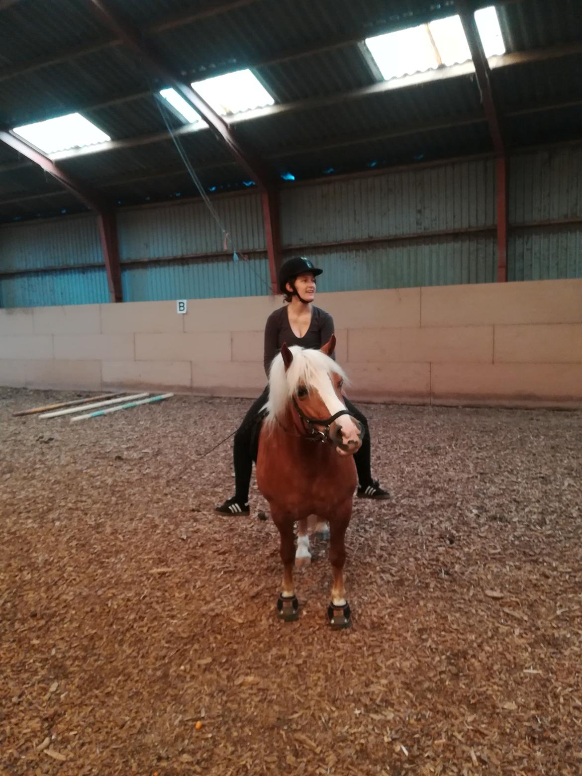 Haflinger Tabine af Frøbjerg - Første gang med rytter siden tilridning (5 år senere) billede 8