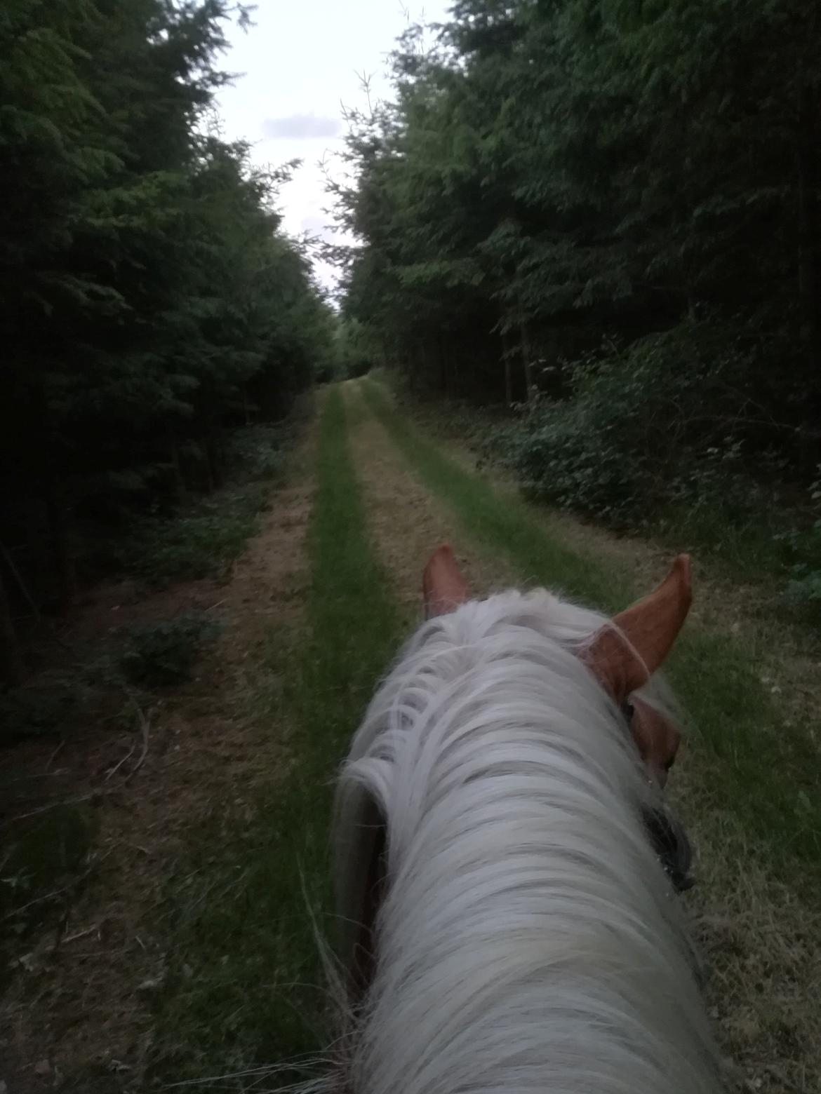 Haflinger Tabine af Frøbjerg billede 9