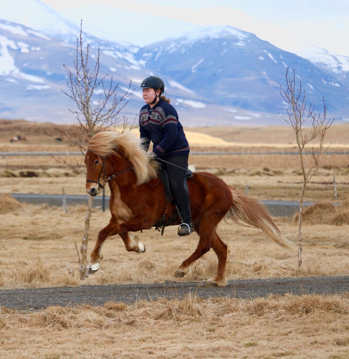 Islænder Dyggð Frá Skipanesi billede 4