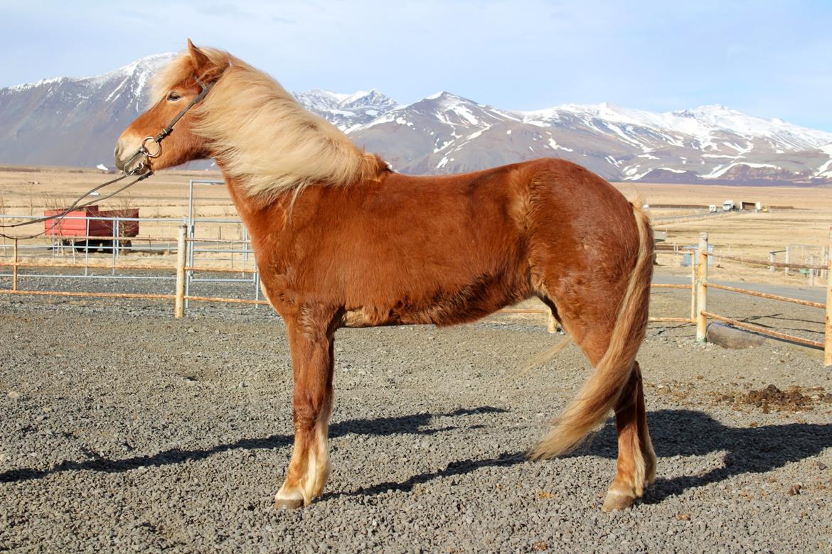 Islænder Dyggð Frá Skipanesi billede 3