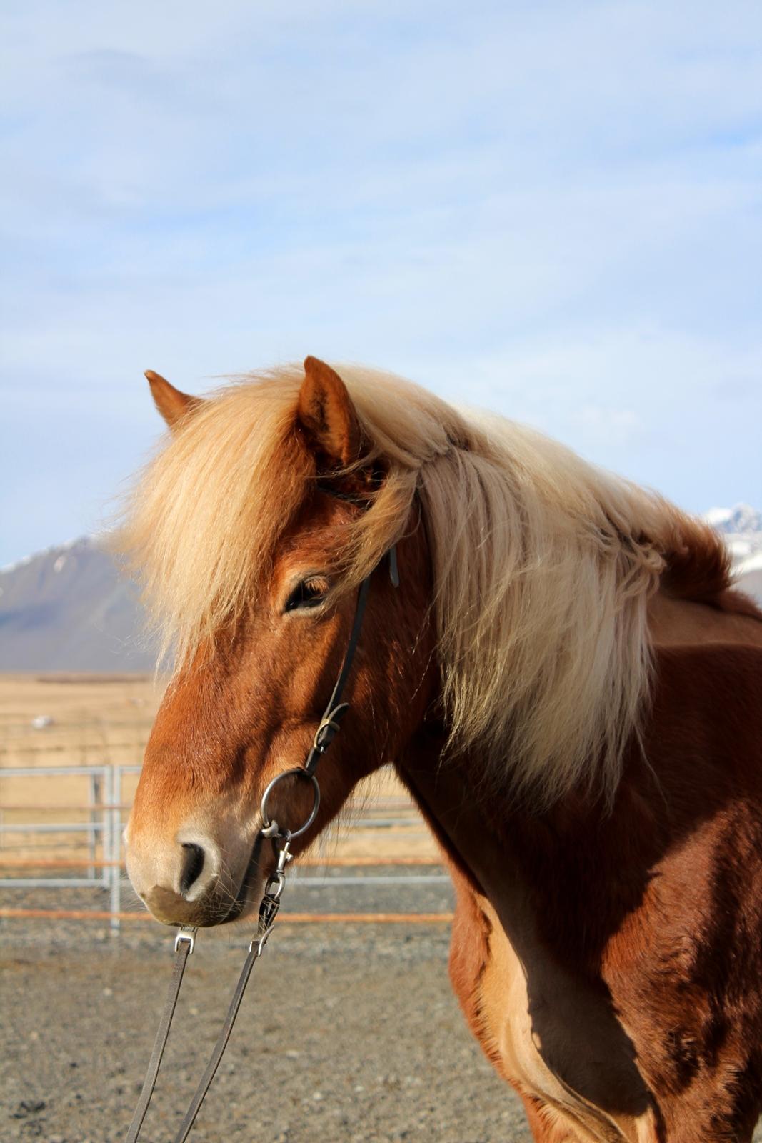 Islænder Dyggð Frá Skipanesi billede 5