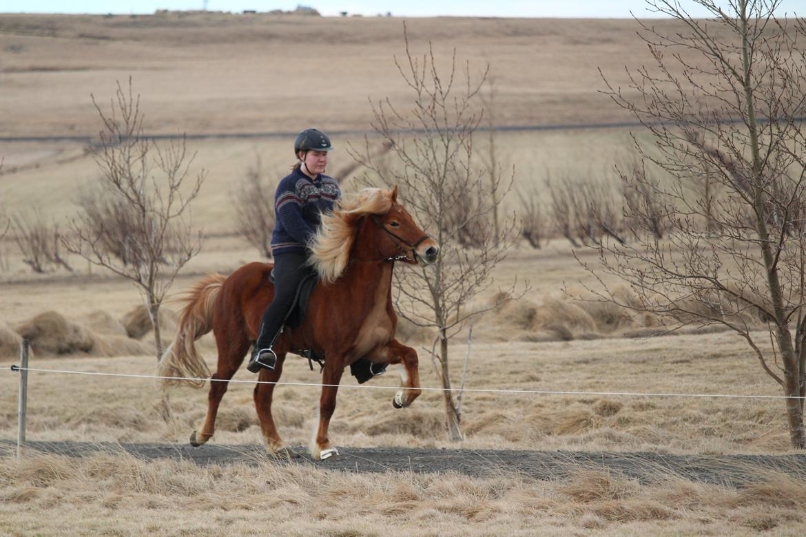 Islænder Dyggð Frá Skipanesi billede 6